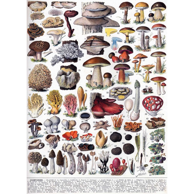 Puzzle 250 pièces - Les Champignons, Millot