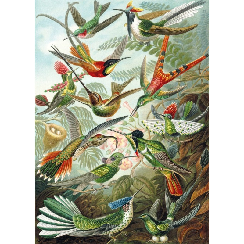 Puzzle 500 pièces - Les Colibris, Haeckel