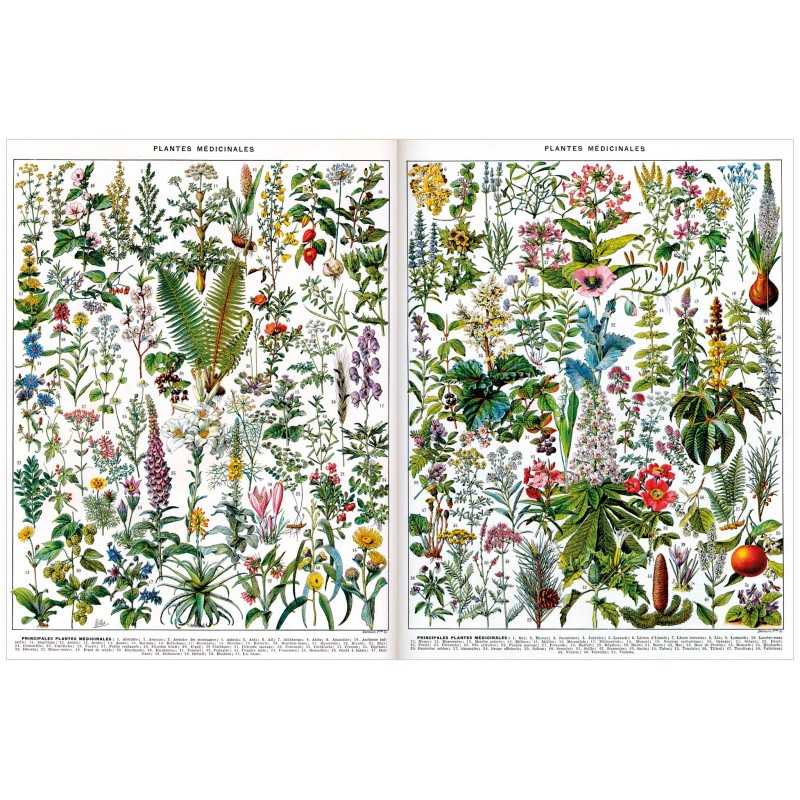 Puzzle 500 pièces - Plantes Médicinales, Millot